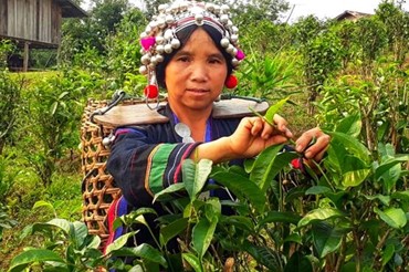 The Agro-Biodiversity Initiative, Laos