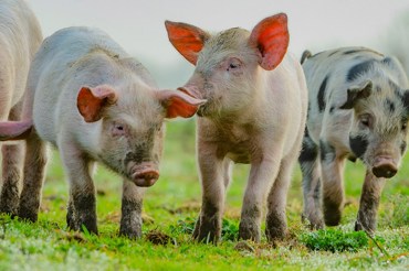 NIRAS makes masterplan for meat production facility in South Korea