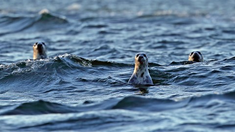 Seals