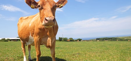 Guernsey Dairy Cattle Istock 1131274705
