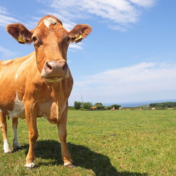 Guernsey Dairy Cattle Istock 1131274705