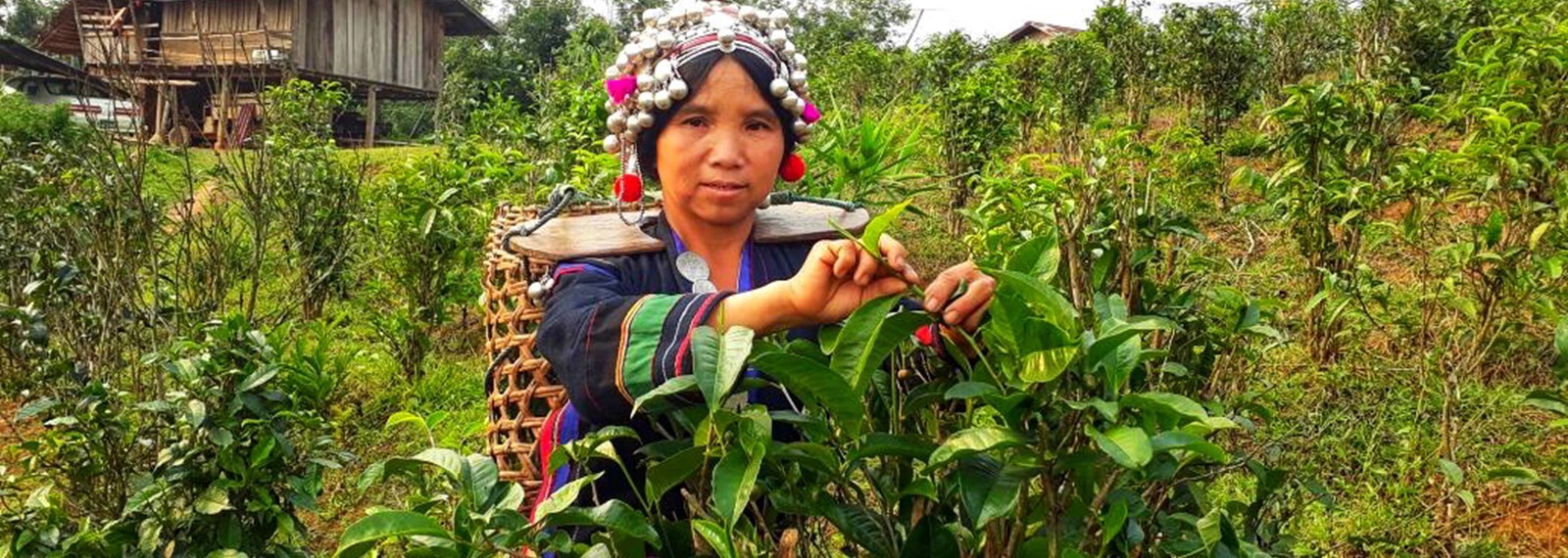 At the intersection of livelihoods and the environment in Laos